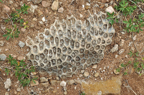 珊瑚（コーラル）の中にはさんごが化石化（石英化）したフォシルコーラル（化石珊瑚）がある。