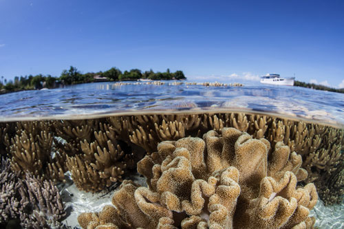 珊瑚の中には宝石・ジュエリーなどの装飾に使われる宝石珊瑚がある。