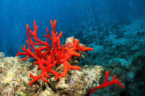 珊瑚の種類や名前の由来、意味や効果を解説。