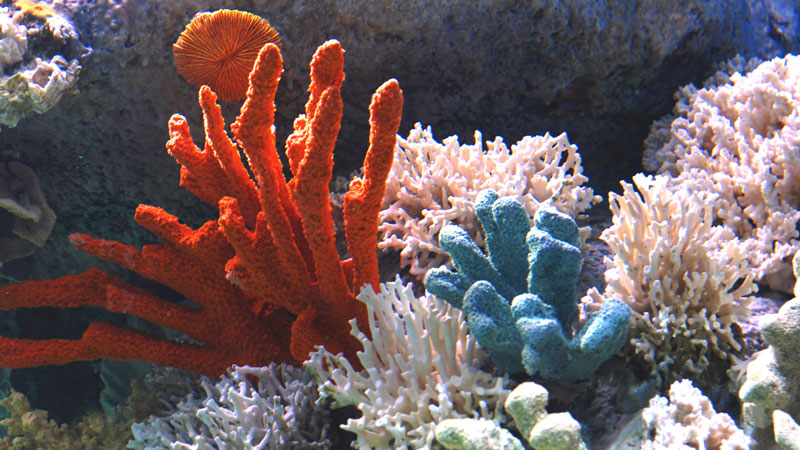 珊瑚（コーラル）とは？珊瑚（コーラル）の効果や意味を解説