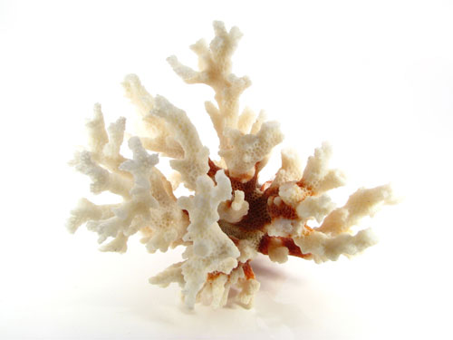珊瑚（コーラル）の中には白を基調とする白珊瑚（ホワイトコーラル）がある。