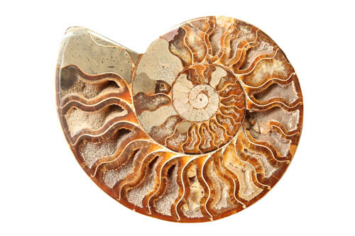 化石の種類にはアンモナイトがある。