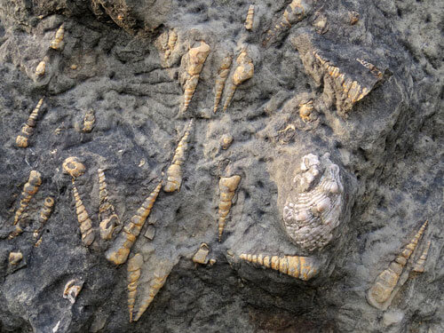 化石の成り立ちや歴史を解説。