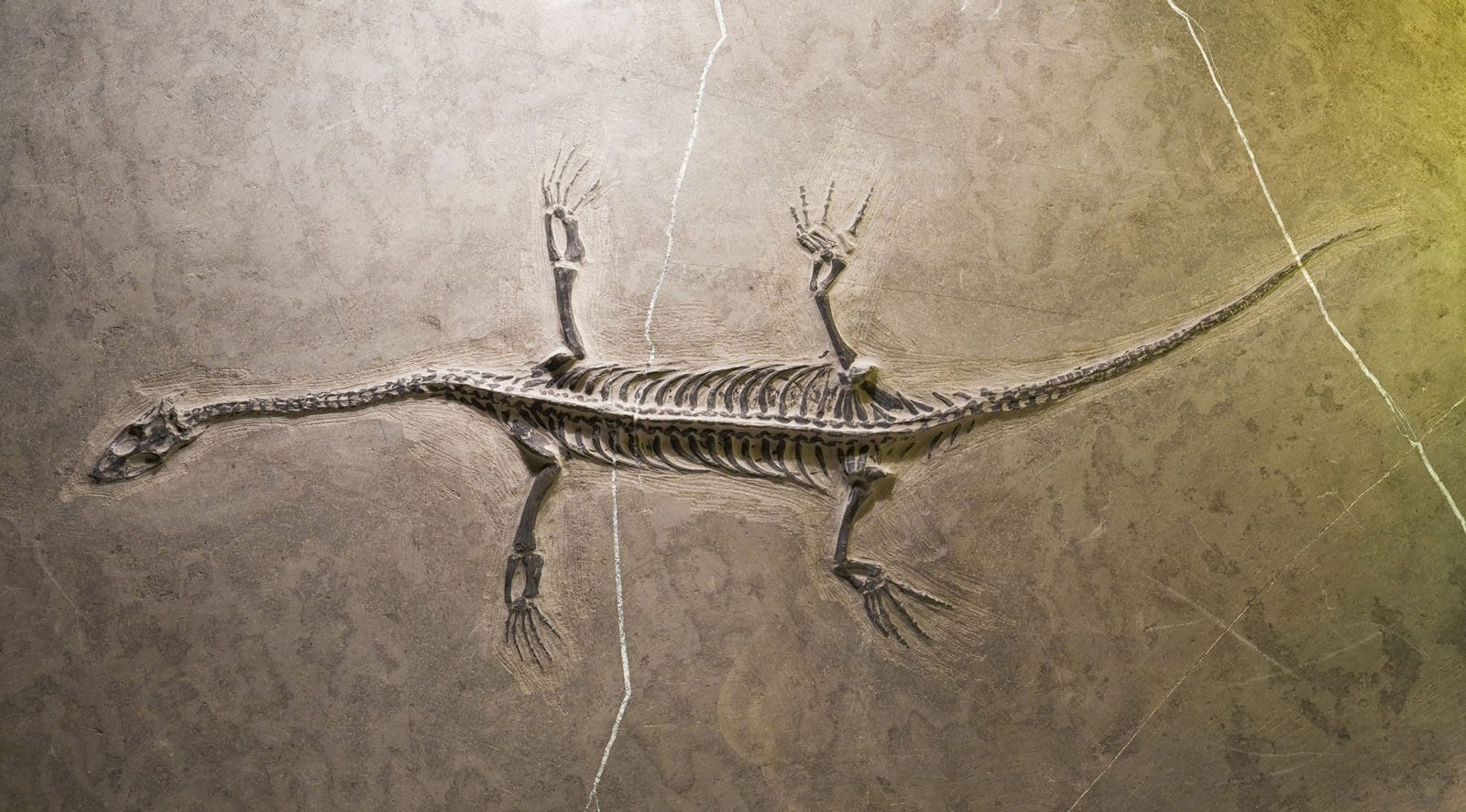化石とは？化石の種類や歴史を解説。