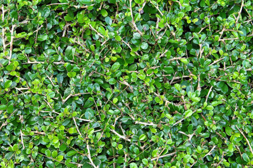 エボニーは、熱帯エリアに生息する常緑木。